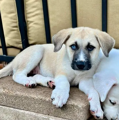 A baby large-sized female White / Cream Beagle dog named Viviana for adoption in Vernon, CT