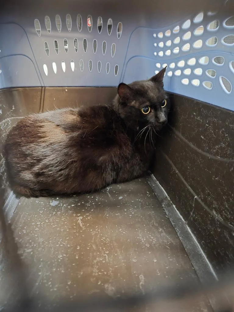 A young medium-sized female Domestic Short Hair cat named Tess for adoption in Rome, GA