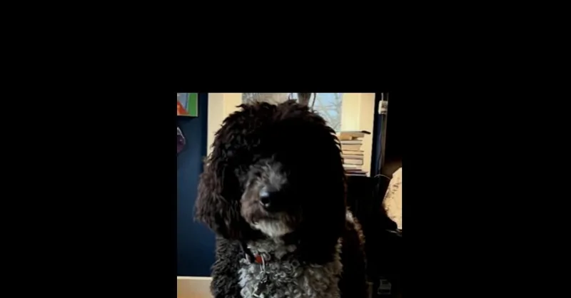 West  Dd thumbnail 3