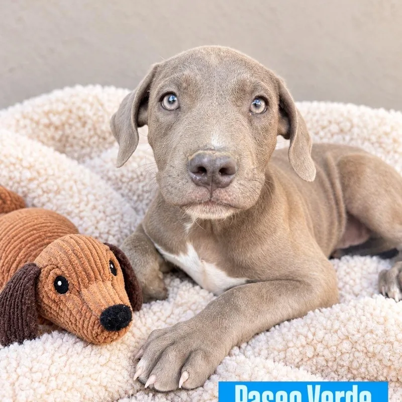 A baby medium-sized male Mixed Breed dog named Paseo Verde for adoption in Henderson, NV