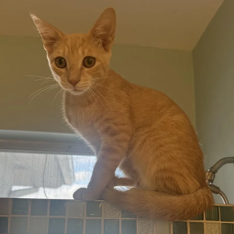 A baby small-sized male Orange / Red Domestic Short Hair cat named Tangerine for adoption in Lauderhill, FL