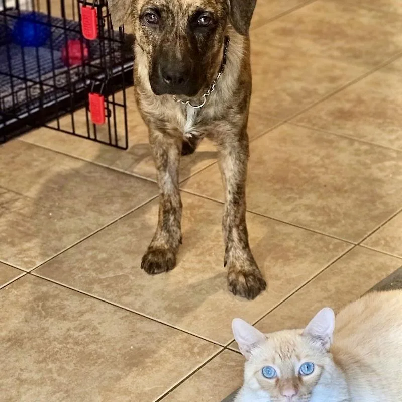 Savannah thumbnail 2