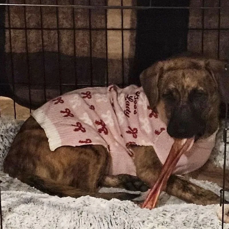 Savannah thumbnail 3