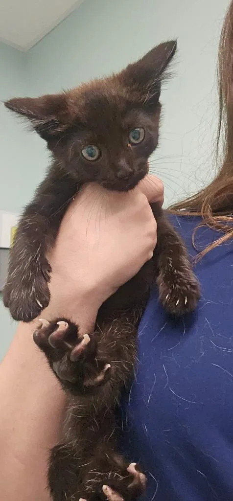 A young small-sized male Domestic Short Hair cat named Alvin for adoption in Athens, TN