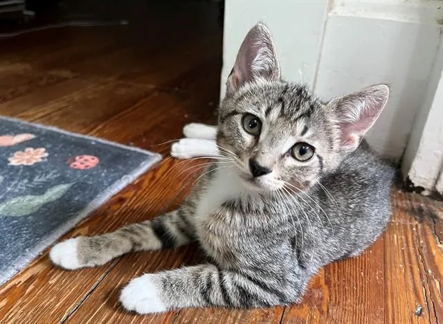 A baby small-sized male Domestic Short Hair cat named Harlo for adoption in Louisville, KY