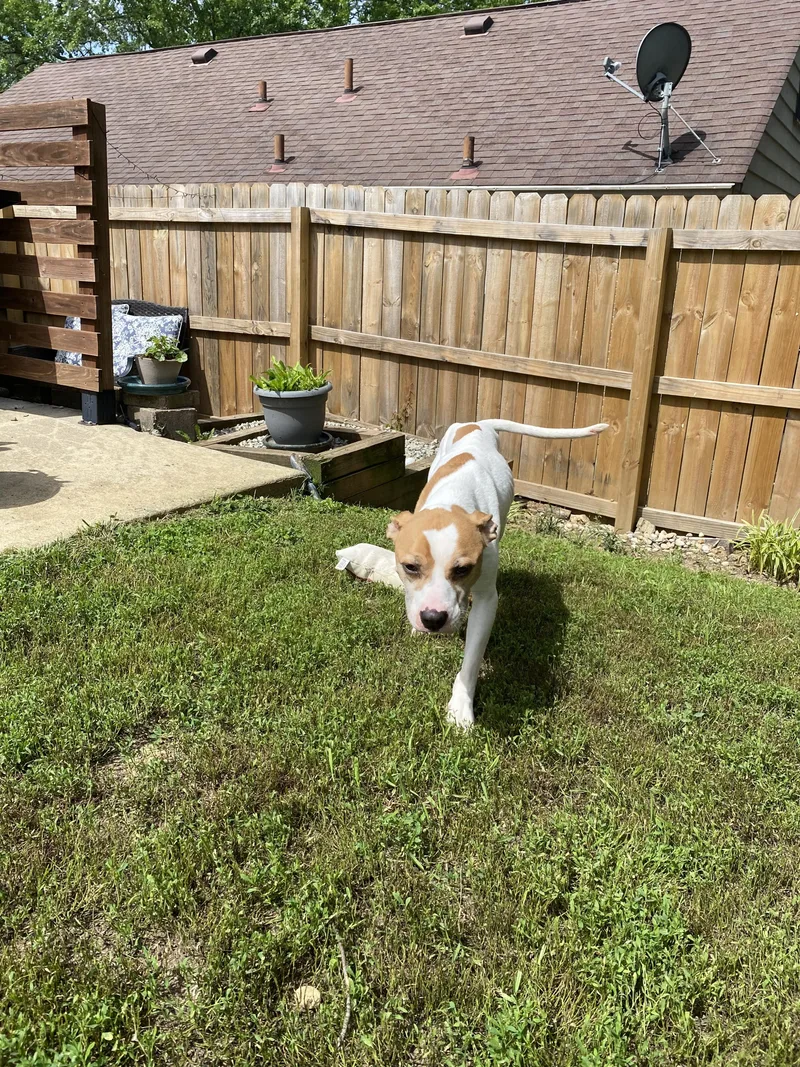 A young medium-sized male White / Cream American Staffordshire Terrier dog named Sid Farkus for adoption in Cincinnati, OH