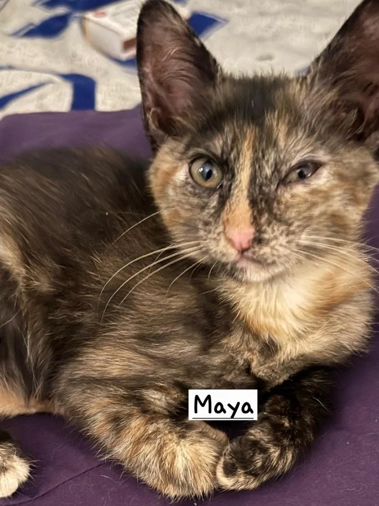 A baby small-sized female Tortoiseshell Domestic Short Hair cat named Maya for adoption in Calimesa, CA