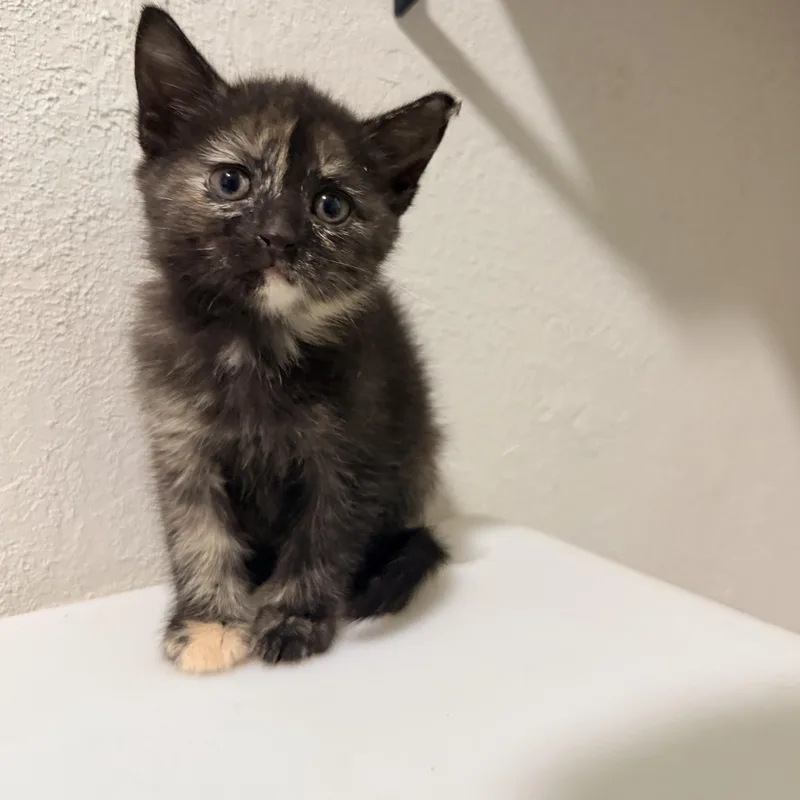 A baby medium-sized female Tortoiseshell cat named Diana for adoption in Greensboro, NC