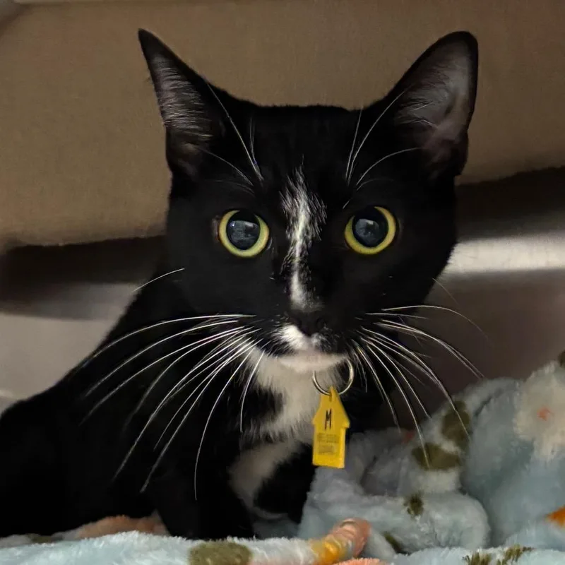 A young medium-sized female Black Domestic Short Hair cat named Moony for adoption in Springfield, MA