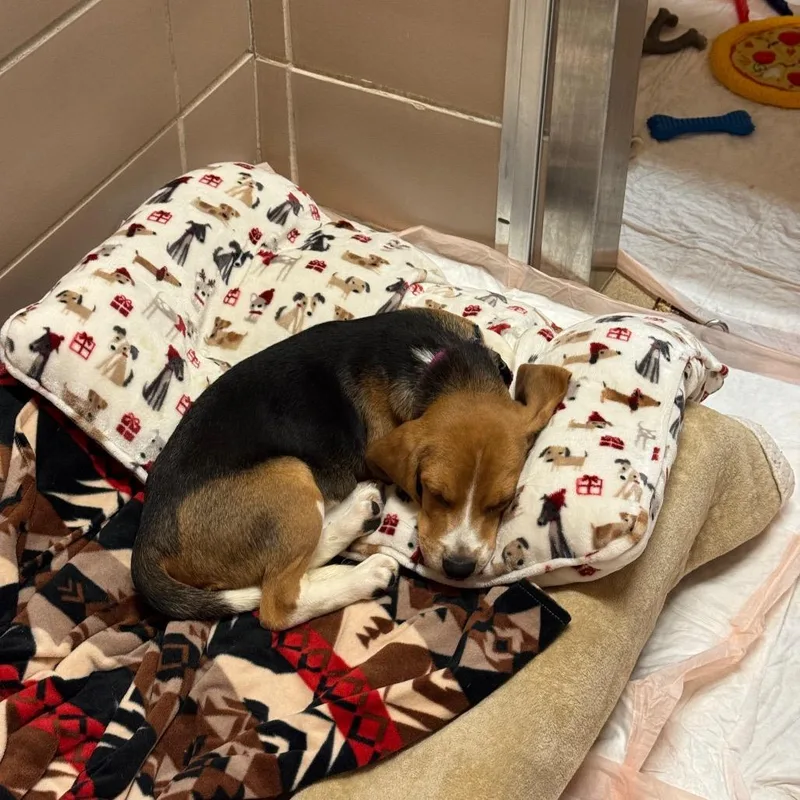 A baby small-sized male Black Beagle dog named Copper for adoption in Waukesha, WI