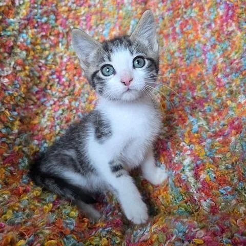 A baby small-sized male Domestic Short Hair cat named Sage for adoption in Woodstock, GA
