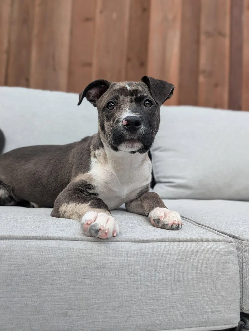 A young medium-sized male Pit Bull Terrier dog named Louie for adoption in Sunnyvale, CA