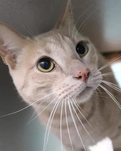 An adult small-sized male Domestic Short Hair cat named Mr Moose for adoption in New Orleans, LA