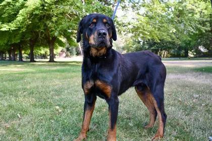 An adult large-sized male Rottweiler dog named Leroy Brown for adoption in Yakima, WA