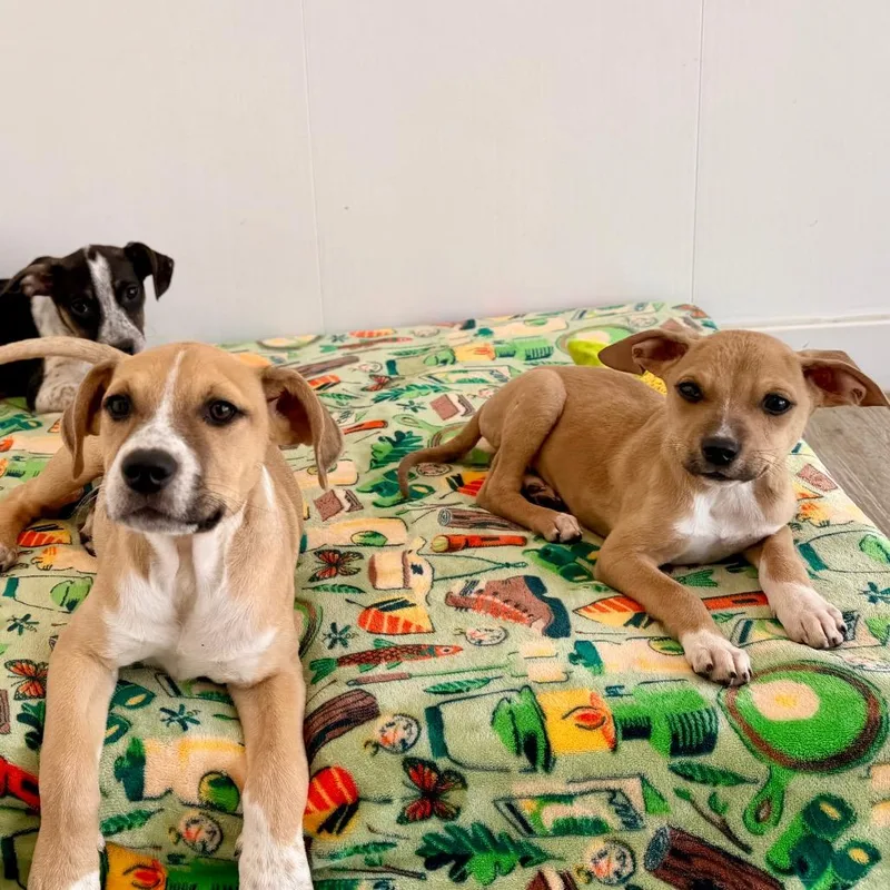 A baby large-sized male Yellow / Tan / Blond / Fawn Mixed Breed dog named Matt for adoption in Green Bay, WI