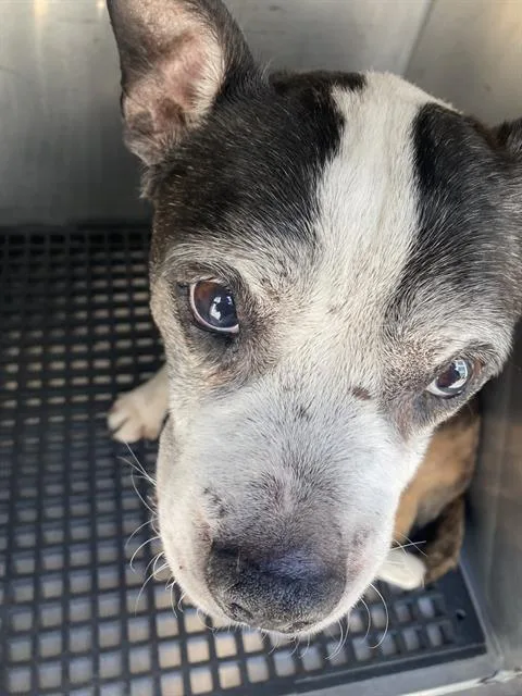 An adult medium-sized male Mixed Breed dog named Remy for adoption in Dallas, TX