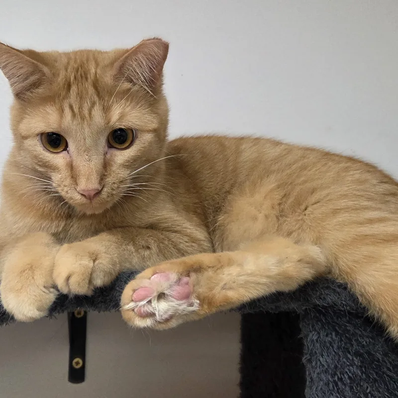 A young medium-sized male Tabby (Orange / Red) Domestic Short Hair cat named Cheeto for adoption in Hartville, OH