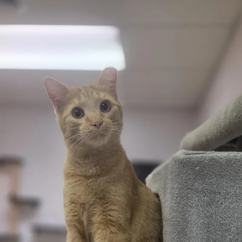 Cheeto thumbnail 2