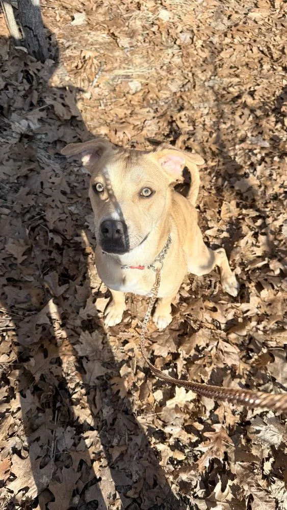 An adult medium-sized male White / Cream Staffordshire Bull Terrier dog named Thor for adoption in Kalamazoo, MI