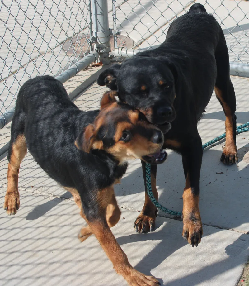 An adult large-sized male Rottweiler dog named Riri for adoption in Wasco, CA