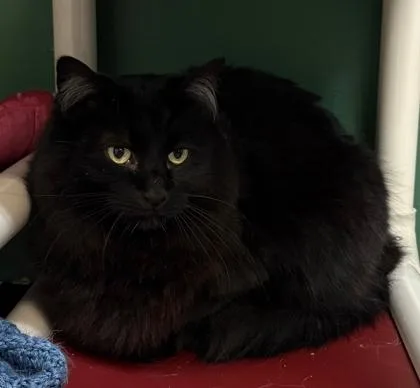 A senior large-sized male Black Domestic Long Hair cat named Red for adoption in Lakeside, AZ