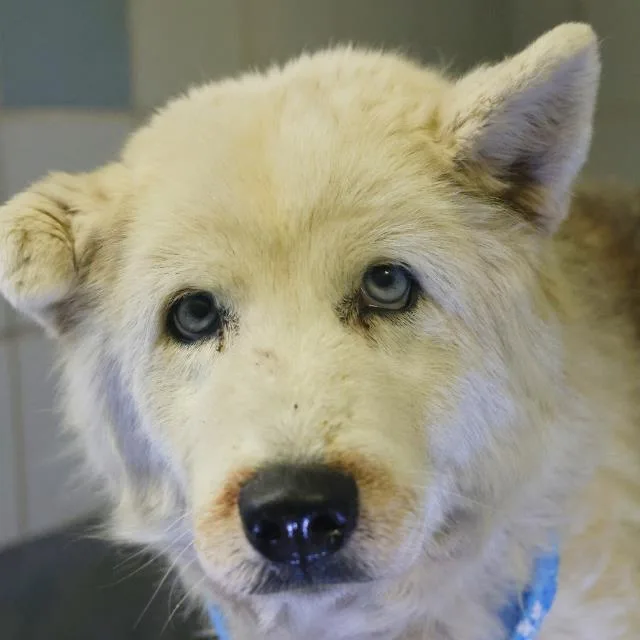 A senior medium-sized female Husky dog named Luna for adoption in San Antonio, TX