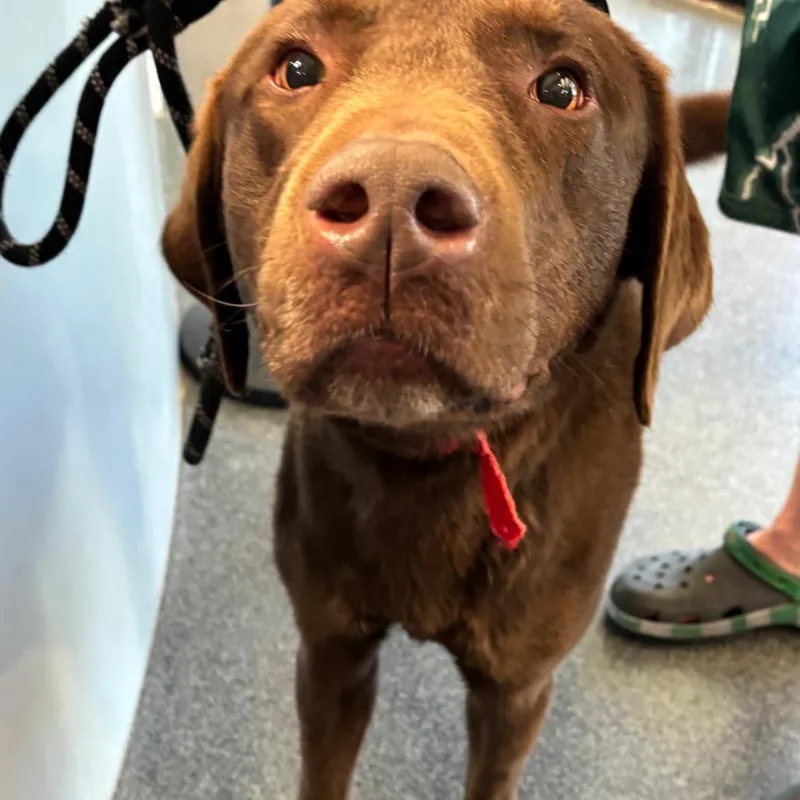 An adult large-sized male Brown / Chocolate Mixed Breed dog named Harley for adoption in Allentown, PA