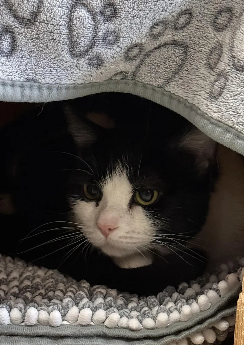 An adult medium-sized female Domestic Short Hair cat named West for adoption in Brownsville, VT
