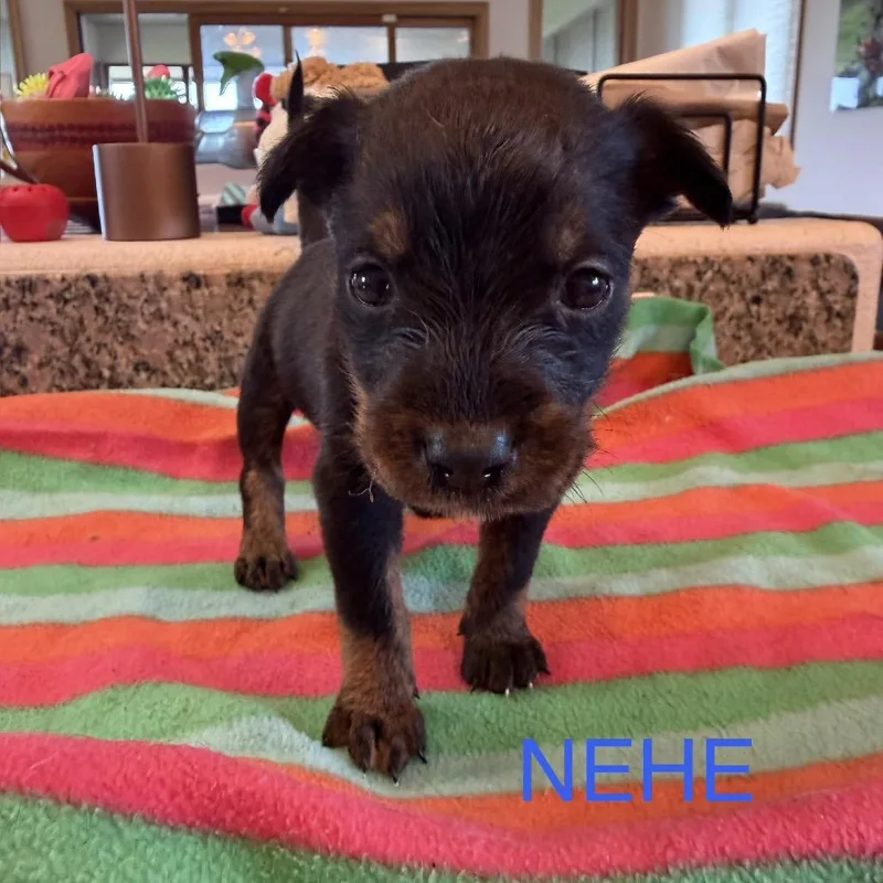 A baby small-sized male Black Mixed Breed dog named Nehe for adoption in Keaau, HI