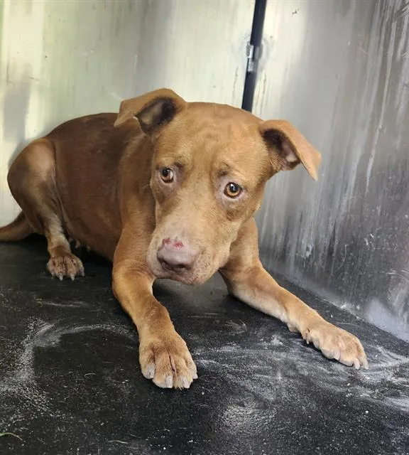 An adult medium-sized female American Staffordshire Terrier dog named Mona for adoption in San Antonio, TX
