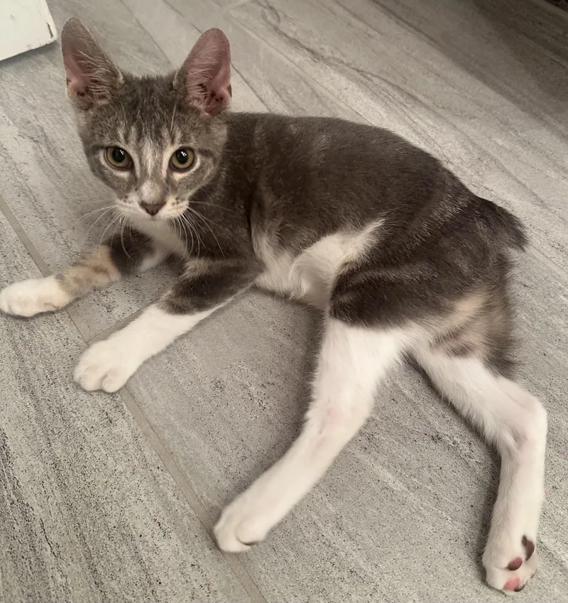 A baby small-sized male Domestic Short Hair cat named Connor for adoption in Hoyleton, IL