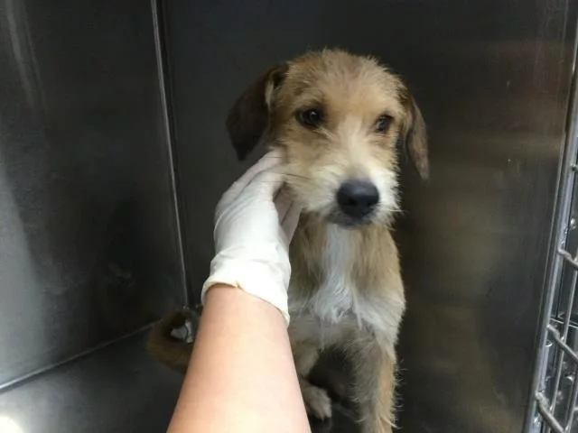 A young medium-sized female Terrier dog named Kiwi for adoption in Thousand Palms, CA