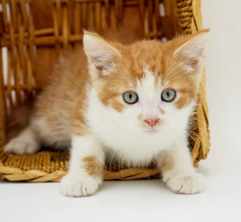 Pippin' Is The Most thumbnail 2