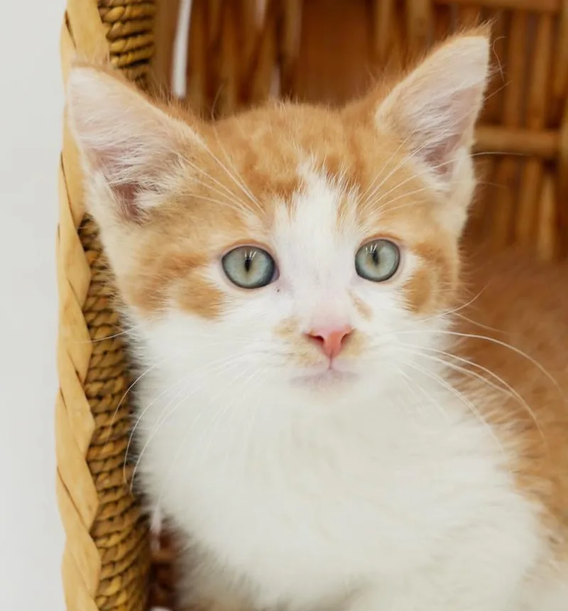 Pippin' Is The Most thumbnail 3