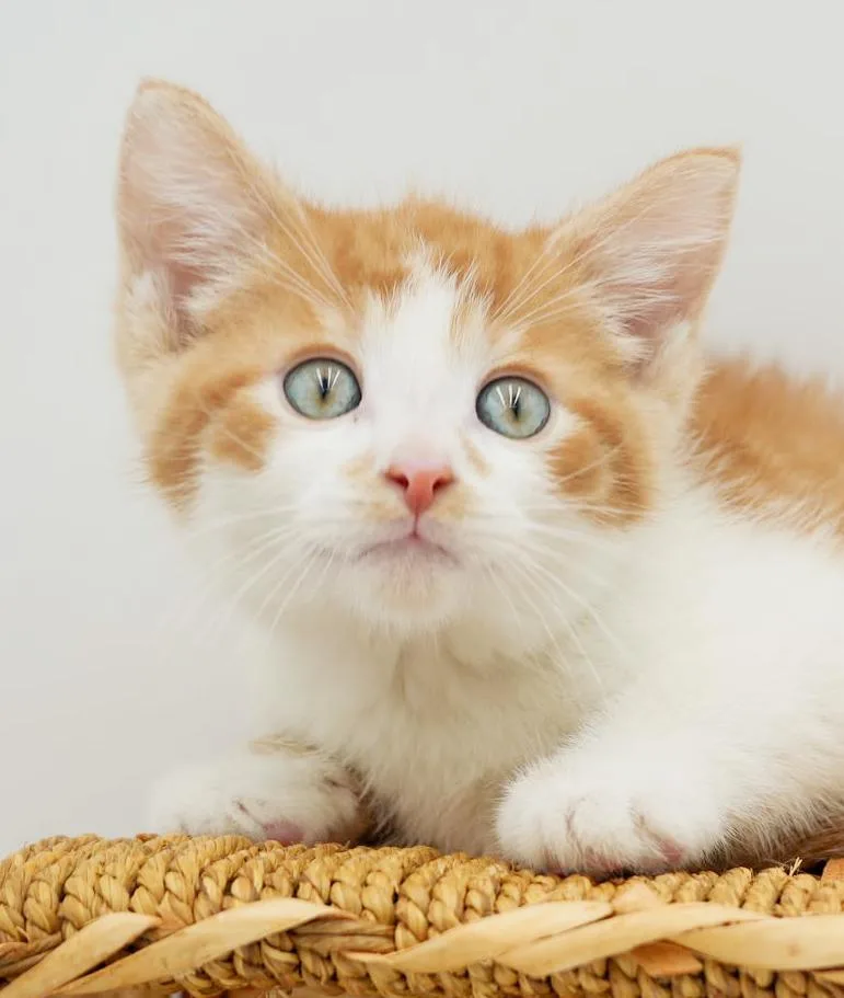 Pippin' Is The Most thumbnail 5