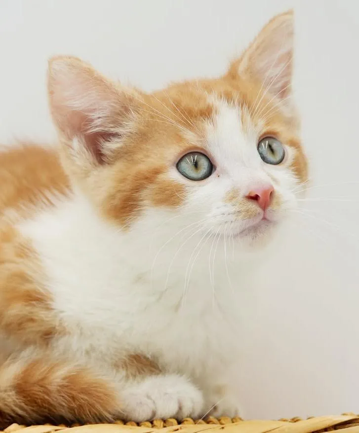 Pippin' Is The Most thumbnail 6