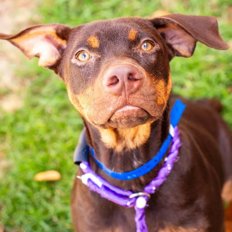 A young medium-sized male Brown / Chocolate Doberman Pinscher dog named Rugby for adoption in Novelty, OH