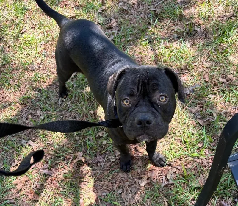 A young medium-sized female Black American Bulldog dog named Pearl for adoption in Ruston, LA