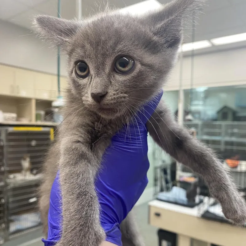 A baby small-sized female Gray / Blue / Silver Domestic Short Hair cat named Fluticasone for adoption in Westminster, CA