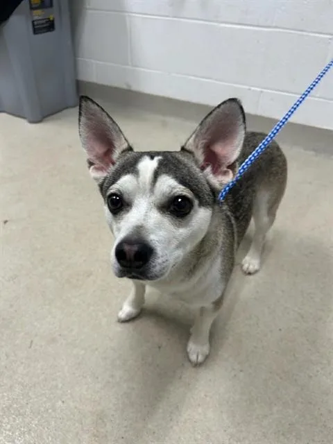 An adult small-sized male Chihuahua dog named Dream Boat for adoption in Haw River, NC