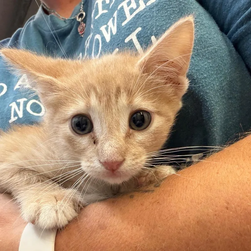 A baby small-sized female Domestic Short Hair cat named Dee Dee for adoption in Lake Jackson, TX