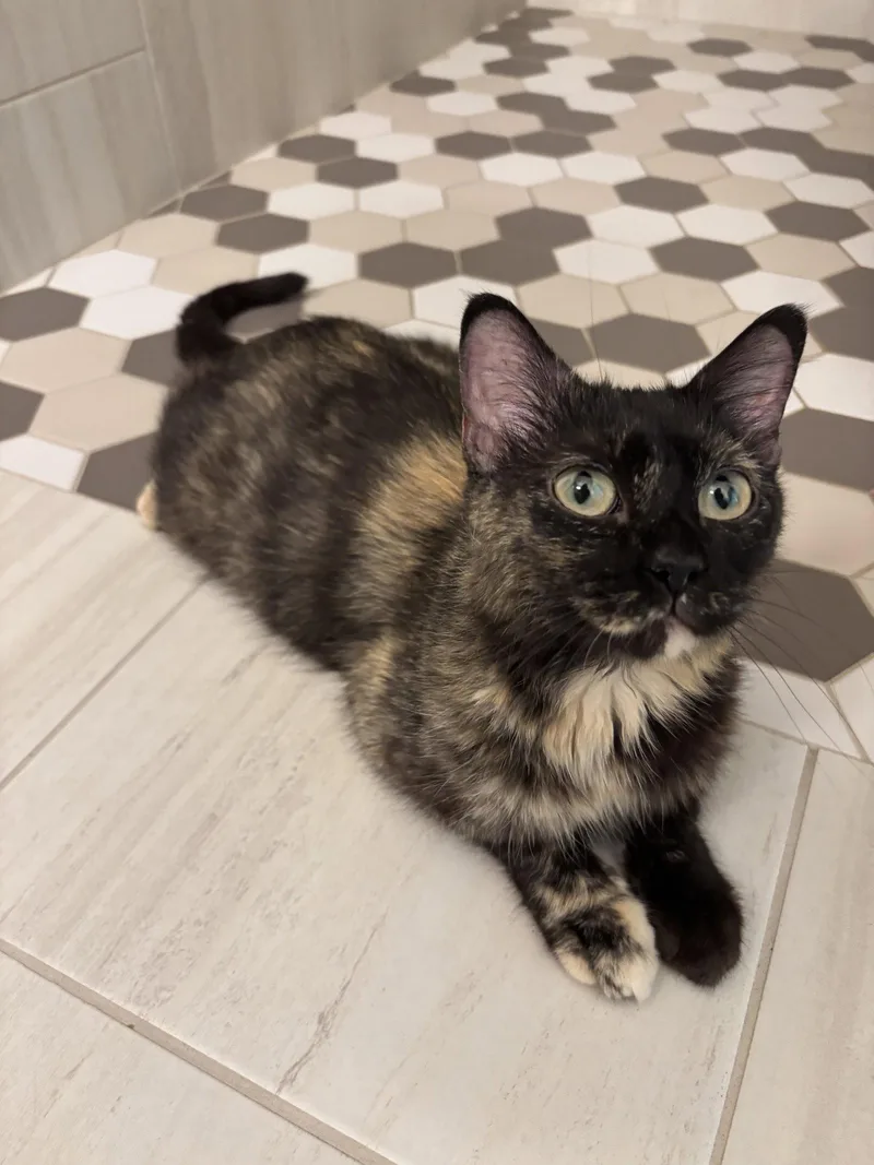An adult small-sized female Tortoiseshell cat named Bonnie for adoption in Mankato, MN