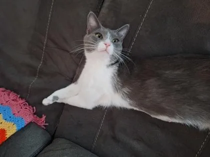 A young medium-sized female Domestic Short Hair cat named Hazel for adoption in Hillsboro, OR