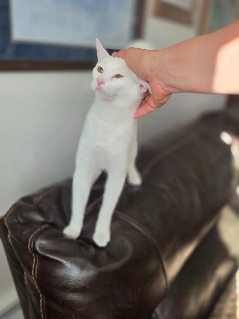 A young medium-sized female Domestic Short Hair cat named Angel for adoption in Palmer, AK