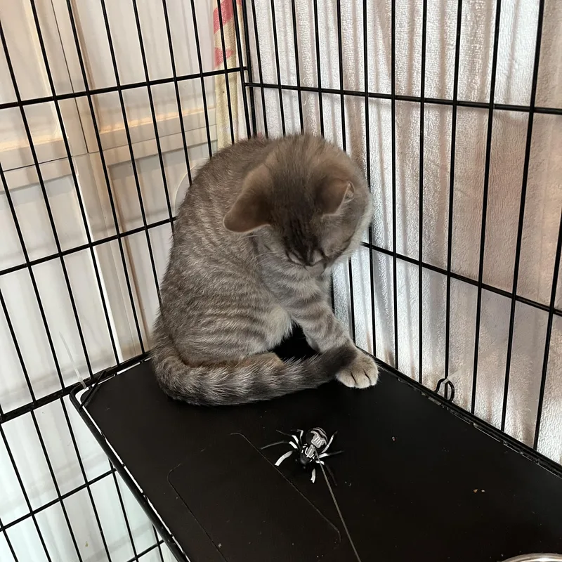 A baby small-sized male Tabby (Gray / Blue / Silver) Domestic Short Hair cat named Cotton Tail for adoption in Salisbury, MA