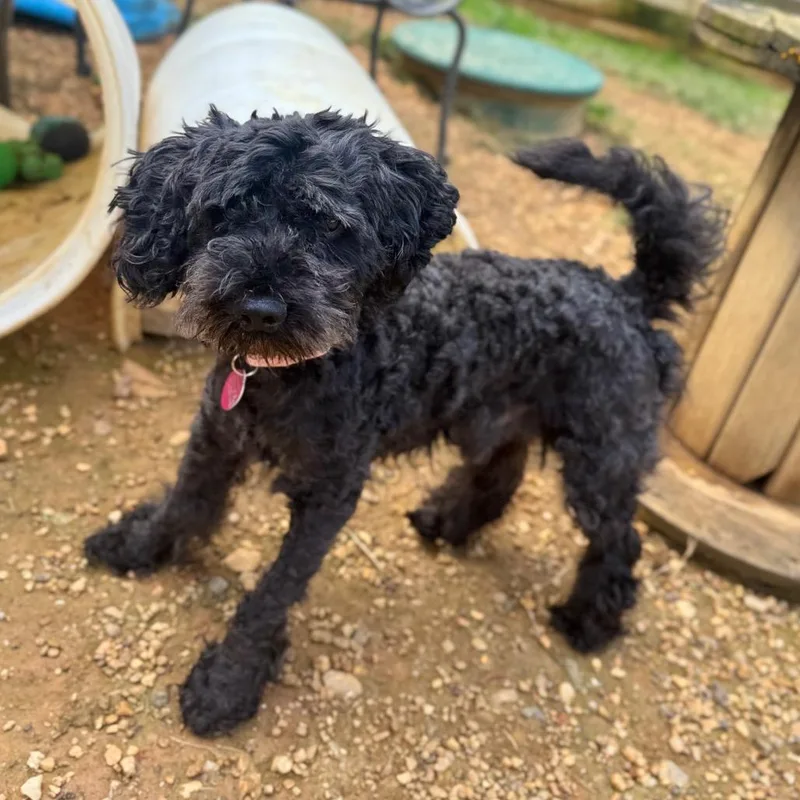 An adult small-sized male Miniature Poodle dog named Smeek for adoption in Fredericksburg, VA