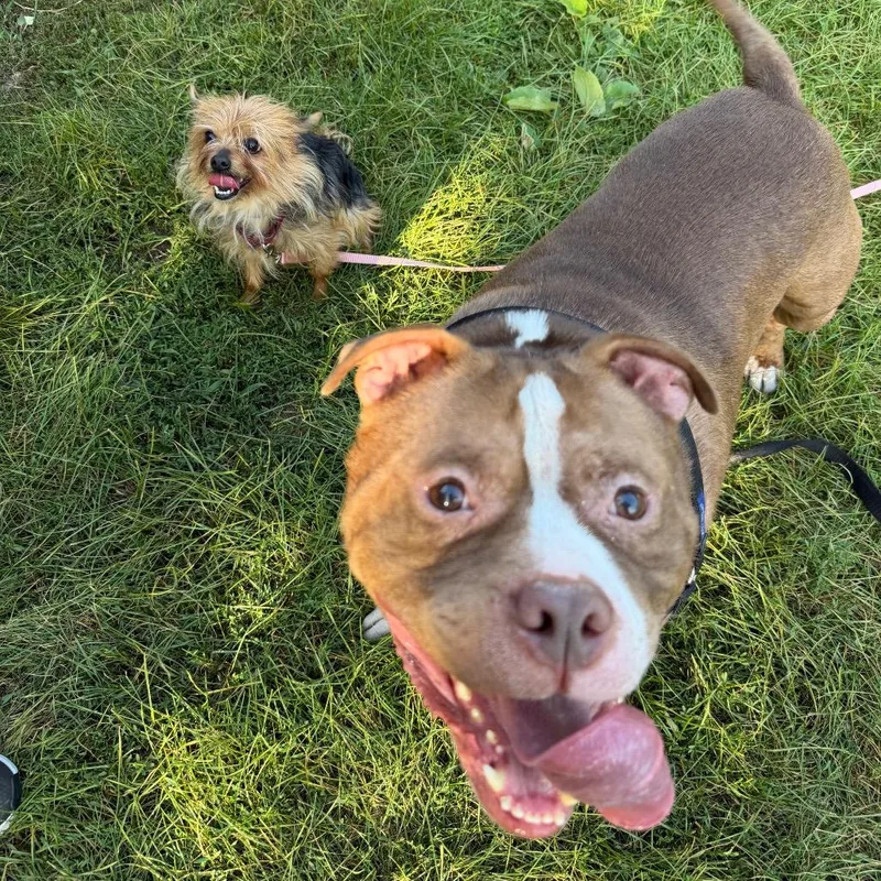 Diesel bonded to