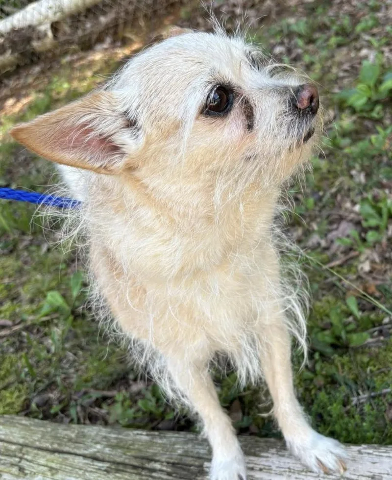 A senior small-sized female Chihuahua dog named Sunshine for adoption in Hillsborough, NC