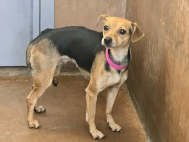 A young small-sized female Chihuahua dog named Karen for adoption in Van Nuys, CA