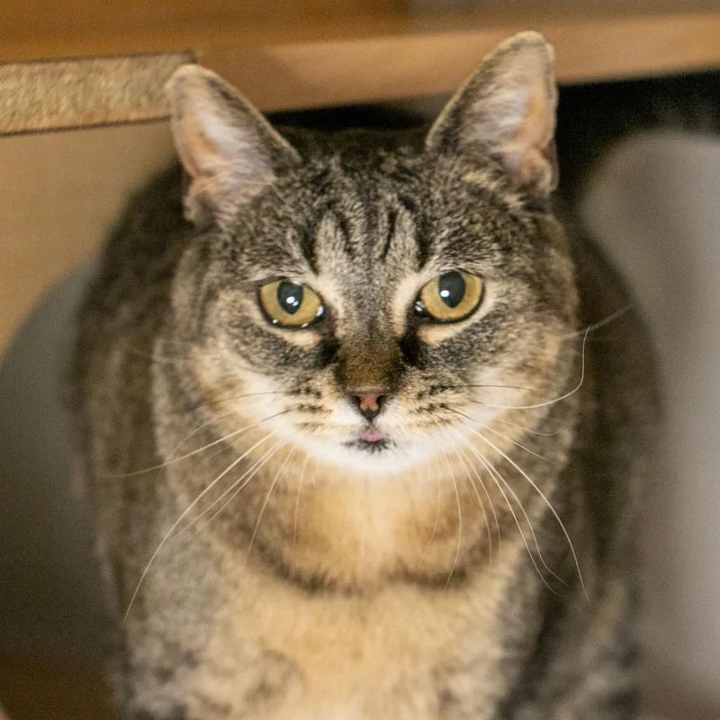 A senior medium-sized female Brown / Chocolate Domestic Short Hair cat named Raspberry for adoption in Washington Township, OH